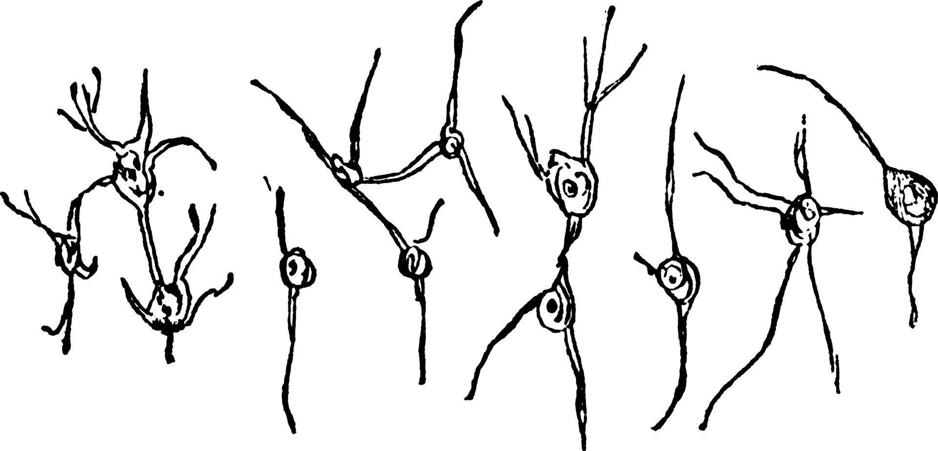 cellules nerveuses, illustration vintage. vecteur