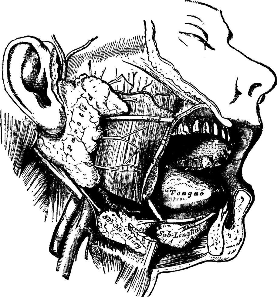 glandes salivaires, illustration vintage. vecteur