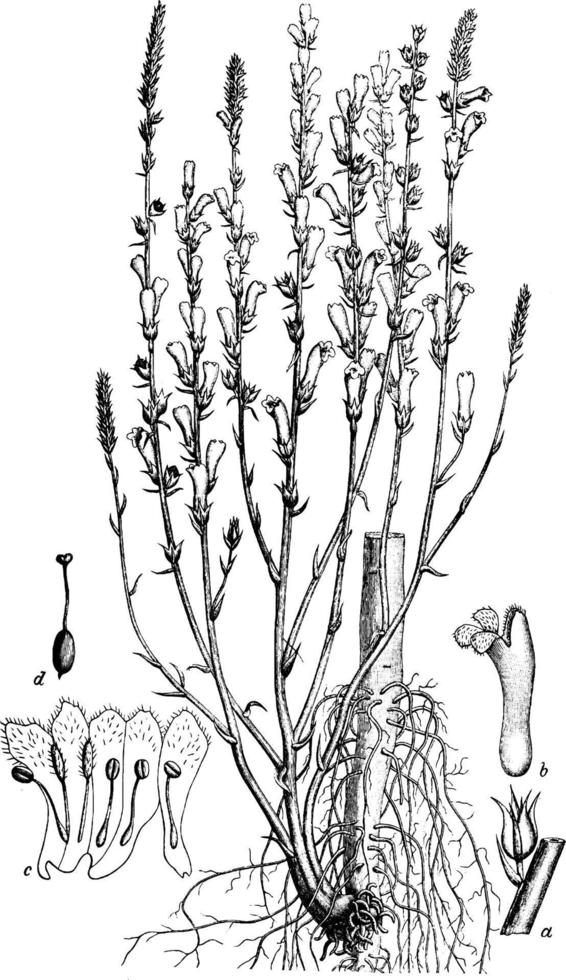 ramifié, orobanche, destructeur, dense, plante, fleur, illustration vintage tabulaire. vecteur