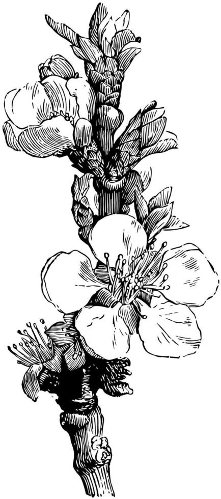 fleur d'illustration vintage d'abricot. vecteur