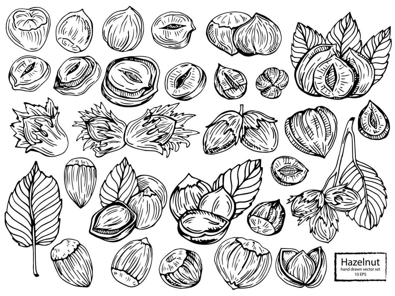 ensemble de noisettes. noisette plate isolée en coque et pelée avec des icônes de croquis de feuilles. collection d'aliments biologiques naturels et sains aux noisettes. illustration vectorielle de collation de régime végétarien vecteur