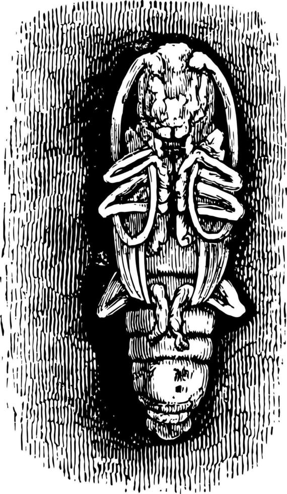 illustration vintage de pupe de longicorne. vecteur