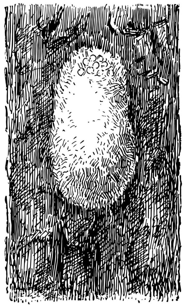 grappe d'oeufs de spongieuse, illustration vintage. vecteur