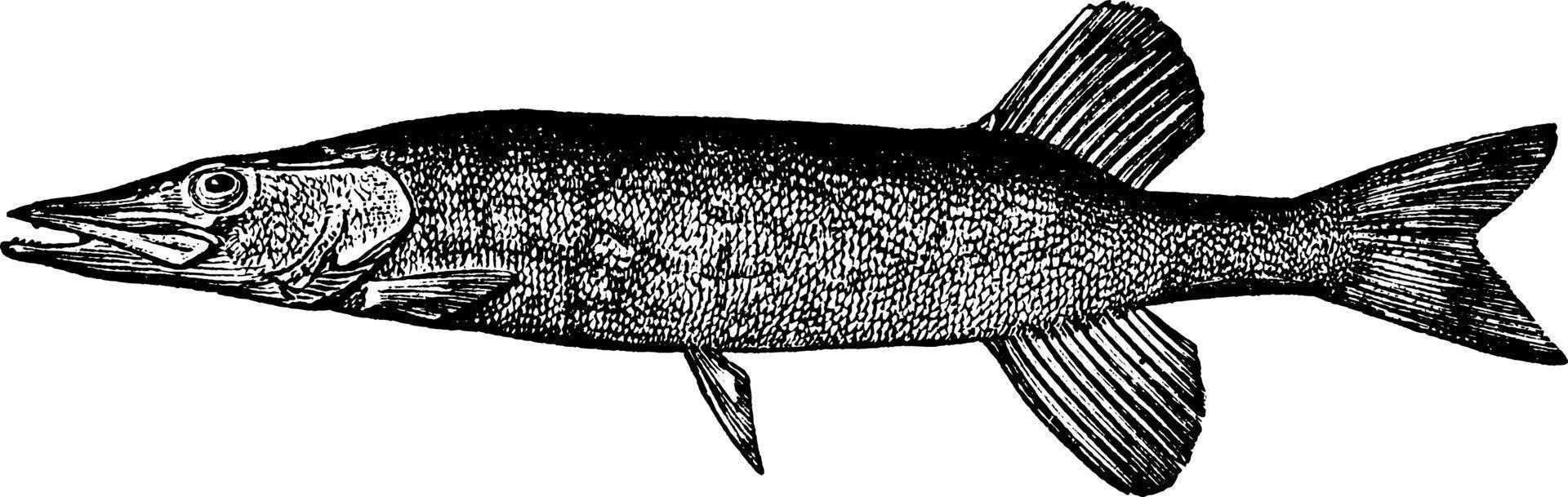 brochet d'étang, illustration vintage. vecteur