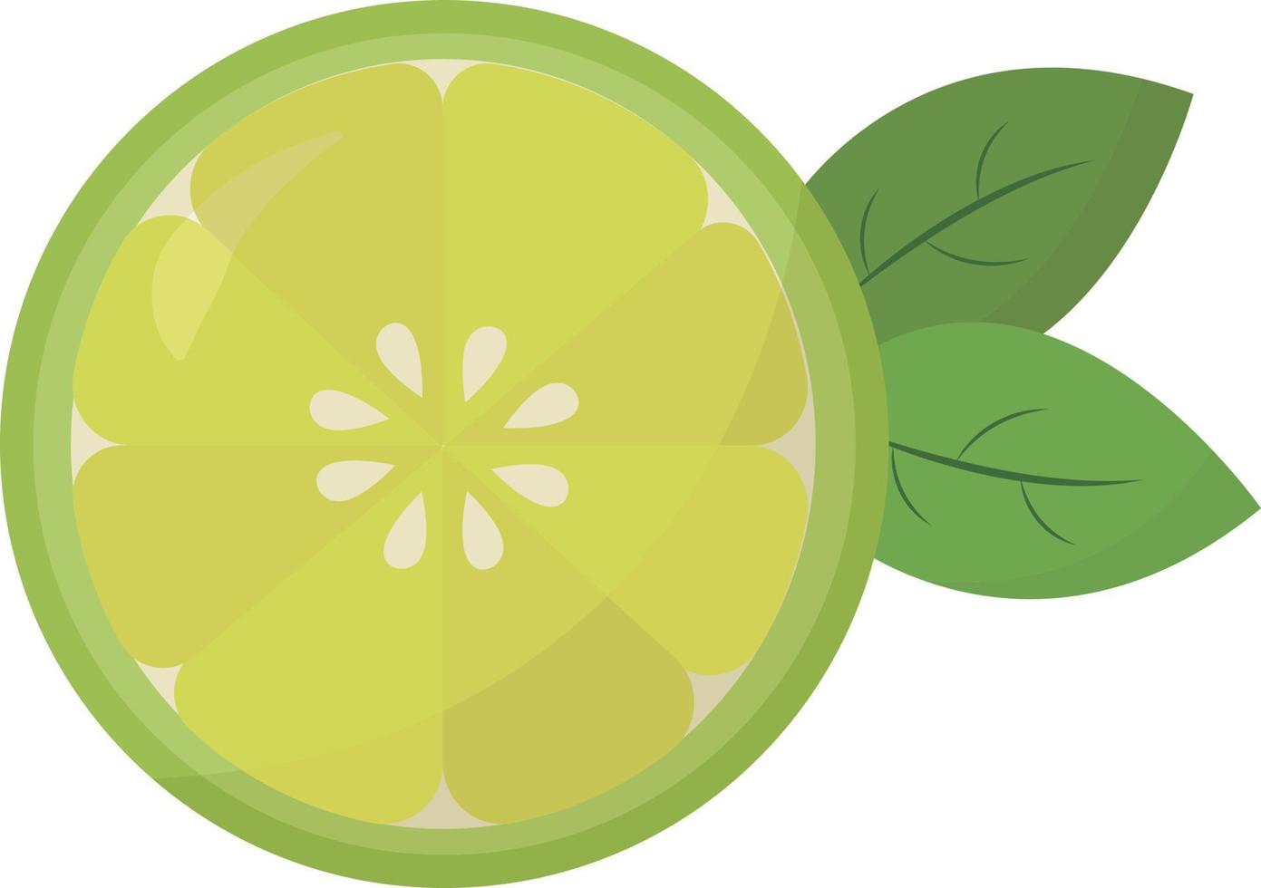 citron vert, illustration, vecteur sur fond blanc.