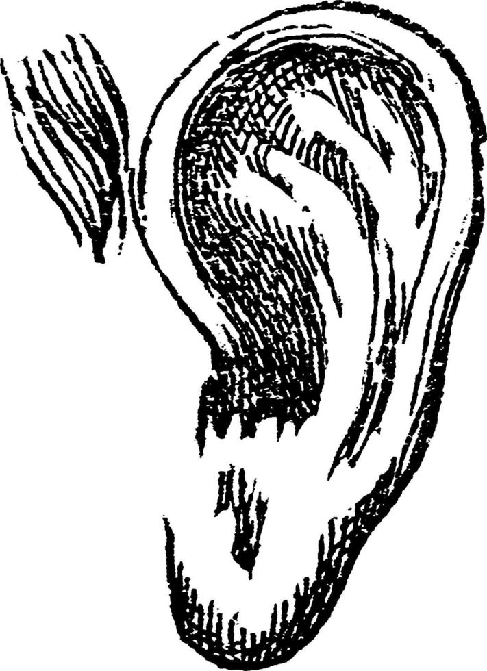 oreille, illustration vintage vecteur