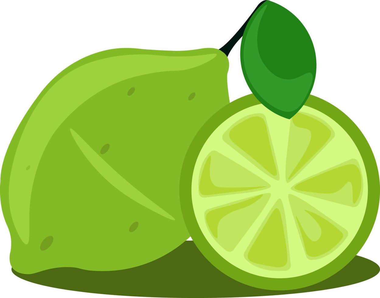 citron vert, illustration, vecteur sur fond blanc.
