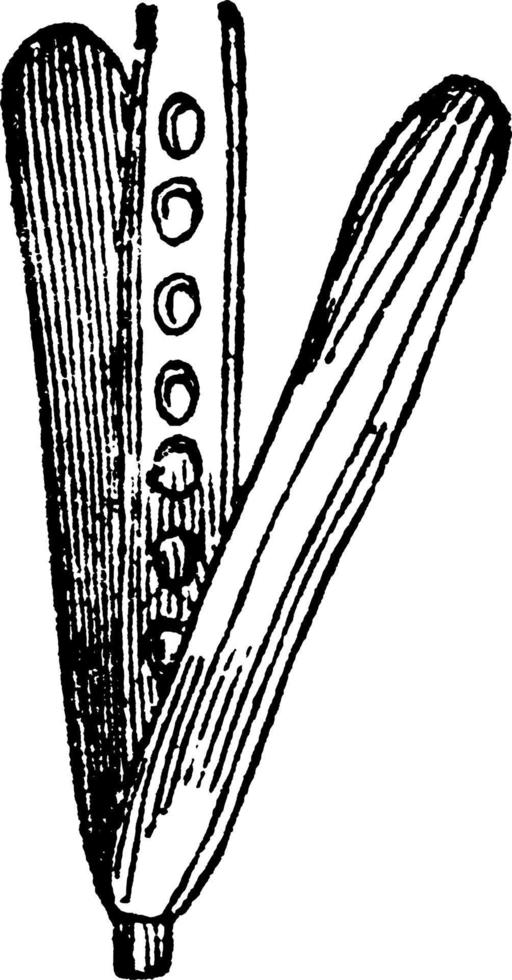 illustration vintage de gousse. vecteur