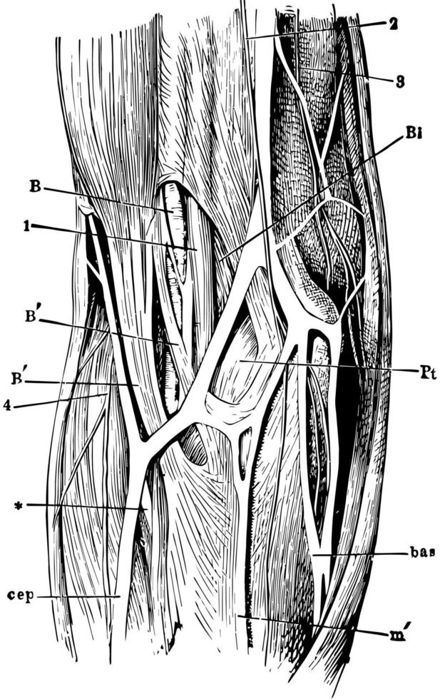 articulation du coude, illustration vintage vecteur