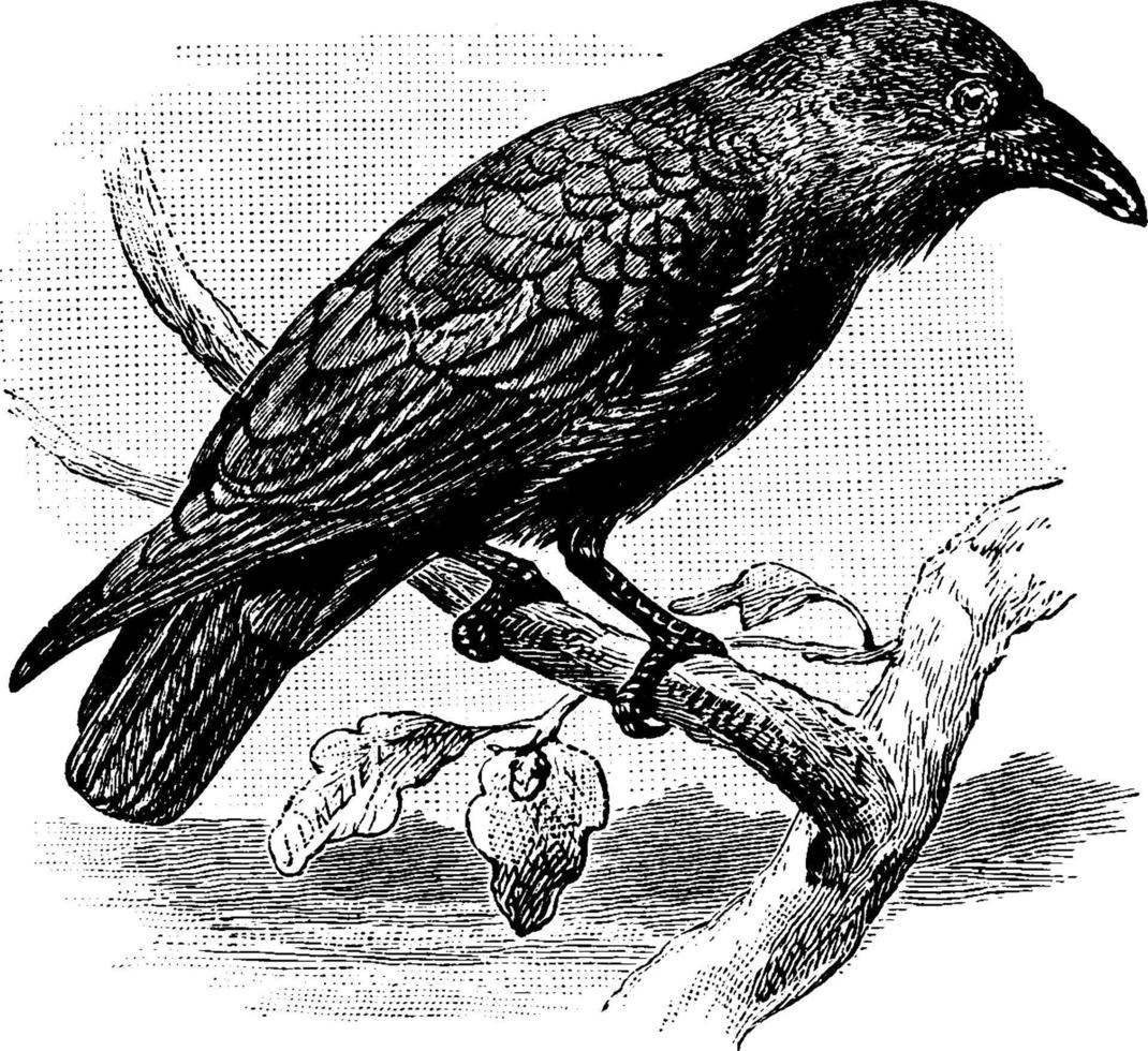 corbeau, illustration vintage. vecteur