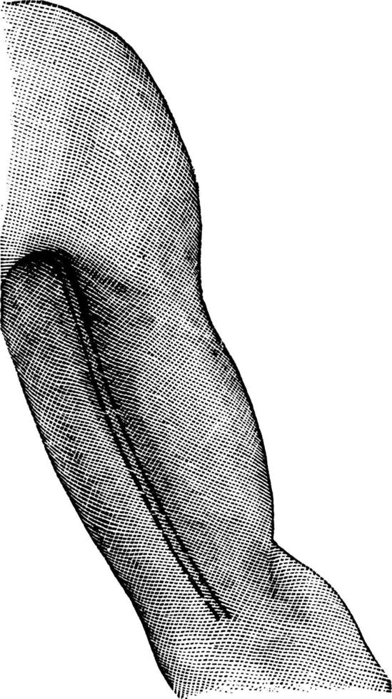 artère branciale, illustration vintage. vecteur