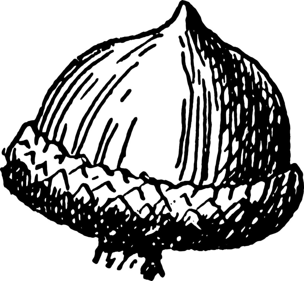 illustration vintage de gland de chêne de saule. vecteur