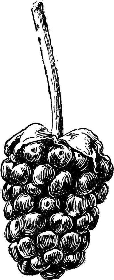 illustration vintage de lucretia dewberry. vecteur