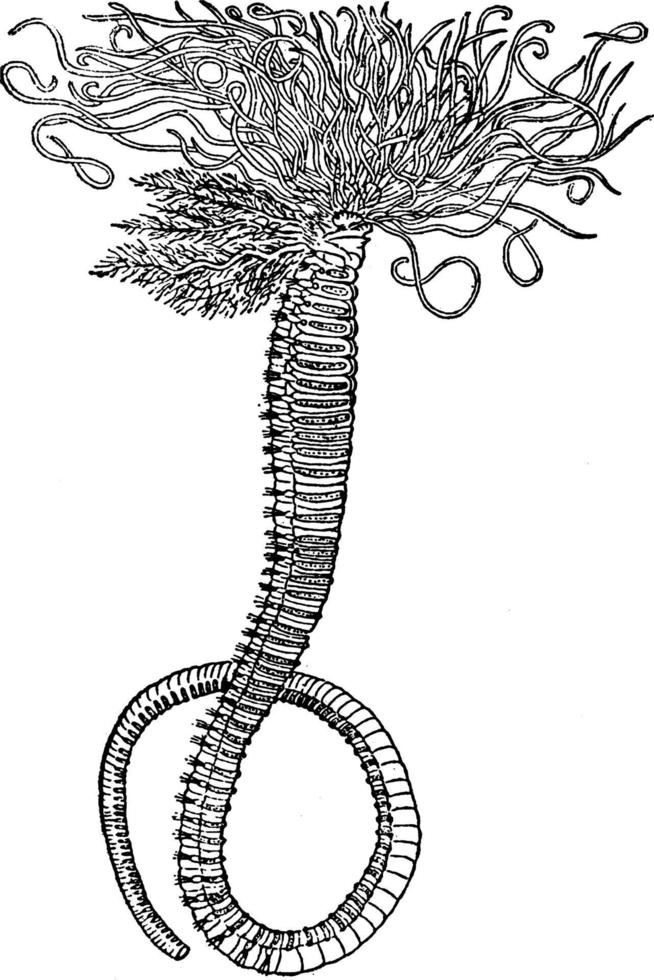 amphitrite ornata, illustration vintage. vecteur