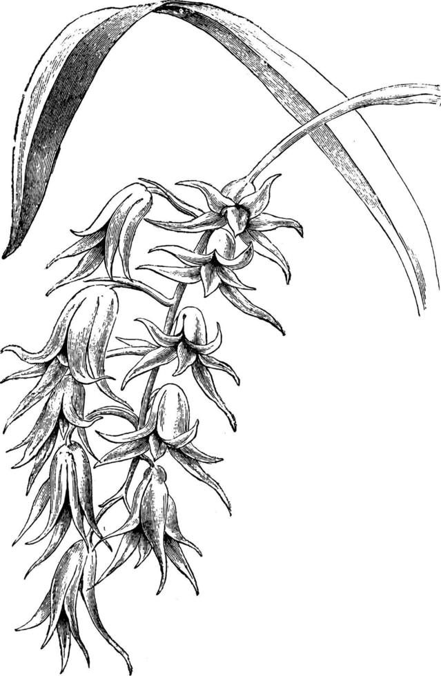 illustration vintage d'orchidée ada aurantiaca. vecteur