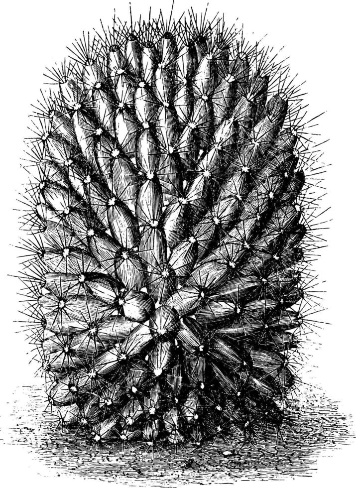 illustration vintage de mammillaria dolichocentra. vecteur