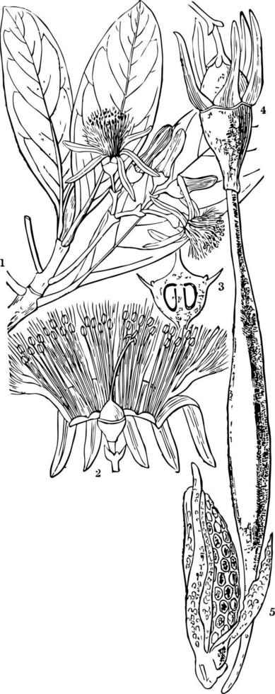 illustration vintage de mangrove. vecteur