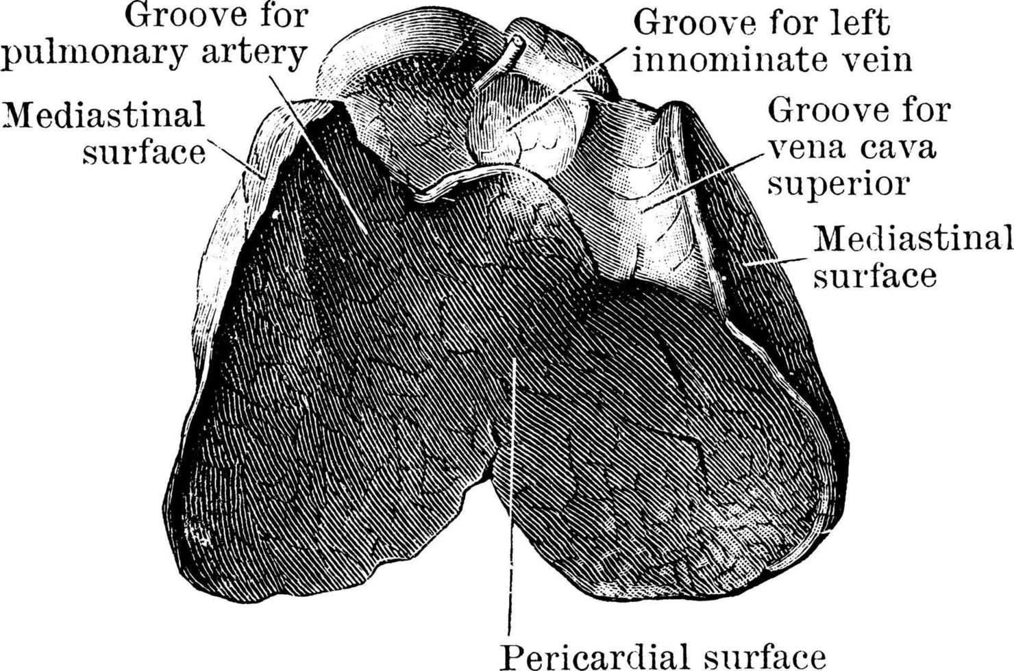 glande thymus, illustration vintage. vecteur