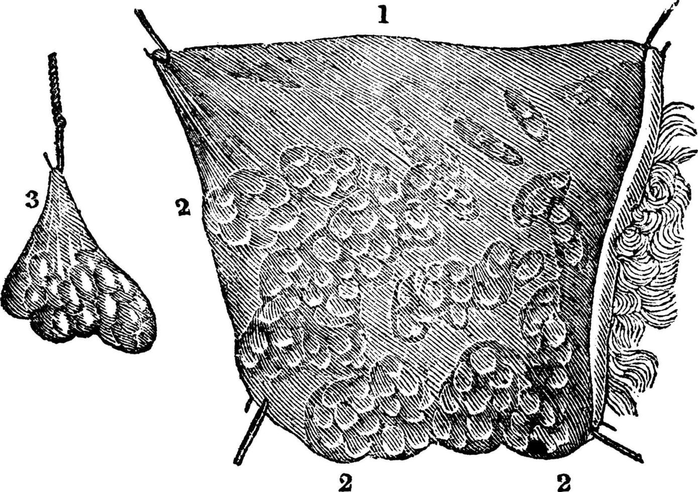 tissu adipeux, illustration vintage vecteur