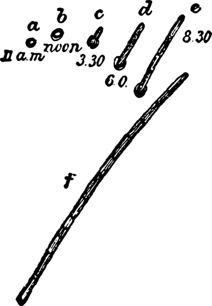 bacille ramosus, illustration vintage. vecteur