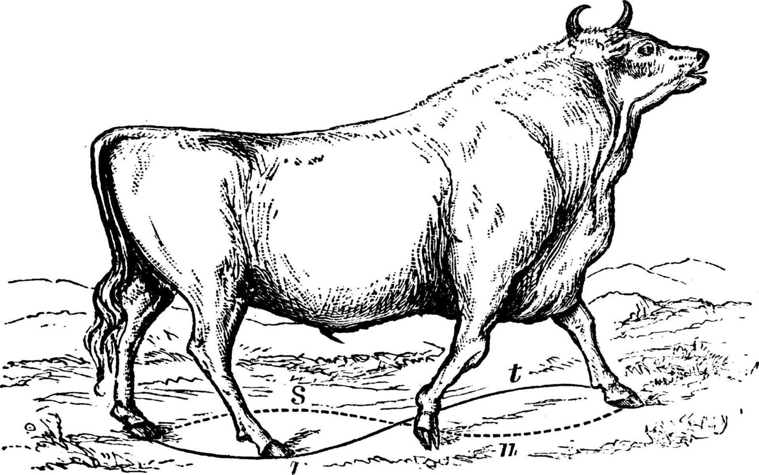 taureau chillingham, illustration vintage. vecteur