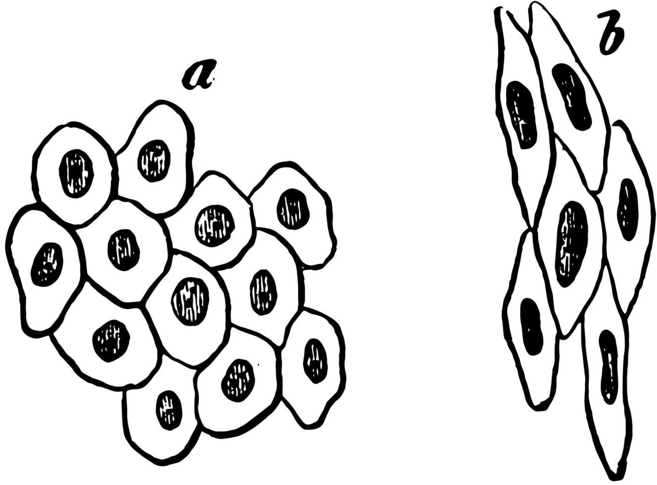 cellules d'épithélium de chaussée simples, illustration vintage vecteur