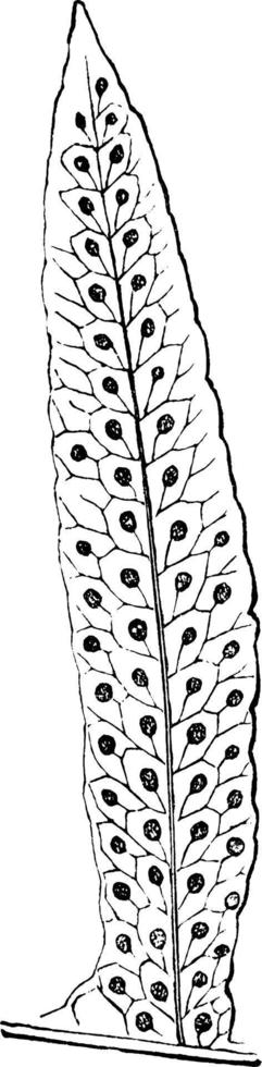 frondes, gris, gris, feuille, feuilles, illustration vintage de plante. vecteur