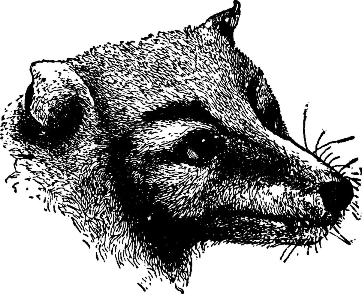 pteropus personatus, illustration vintage. vecteur