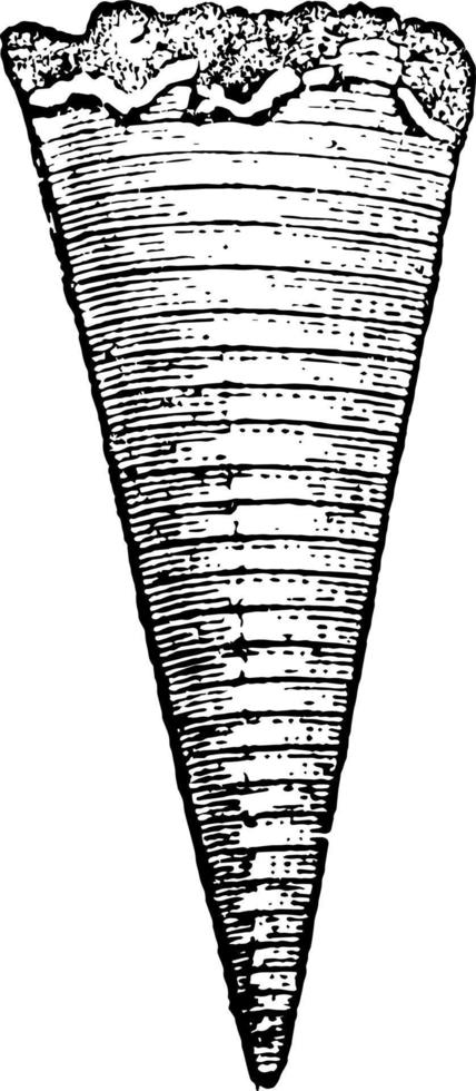 fossile de bélemnites, illustration vintage. vecteur