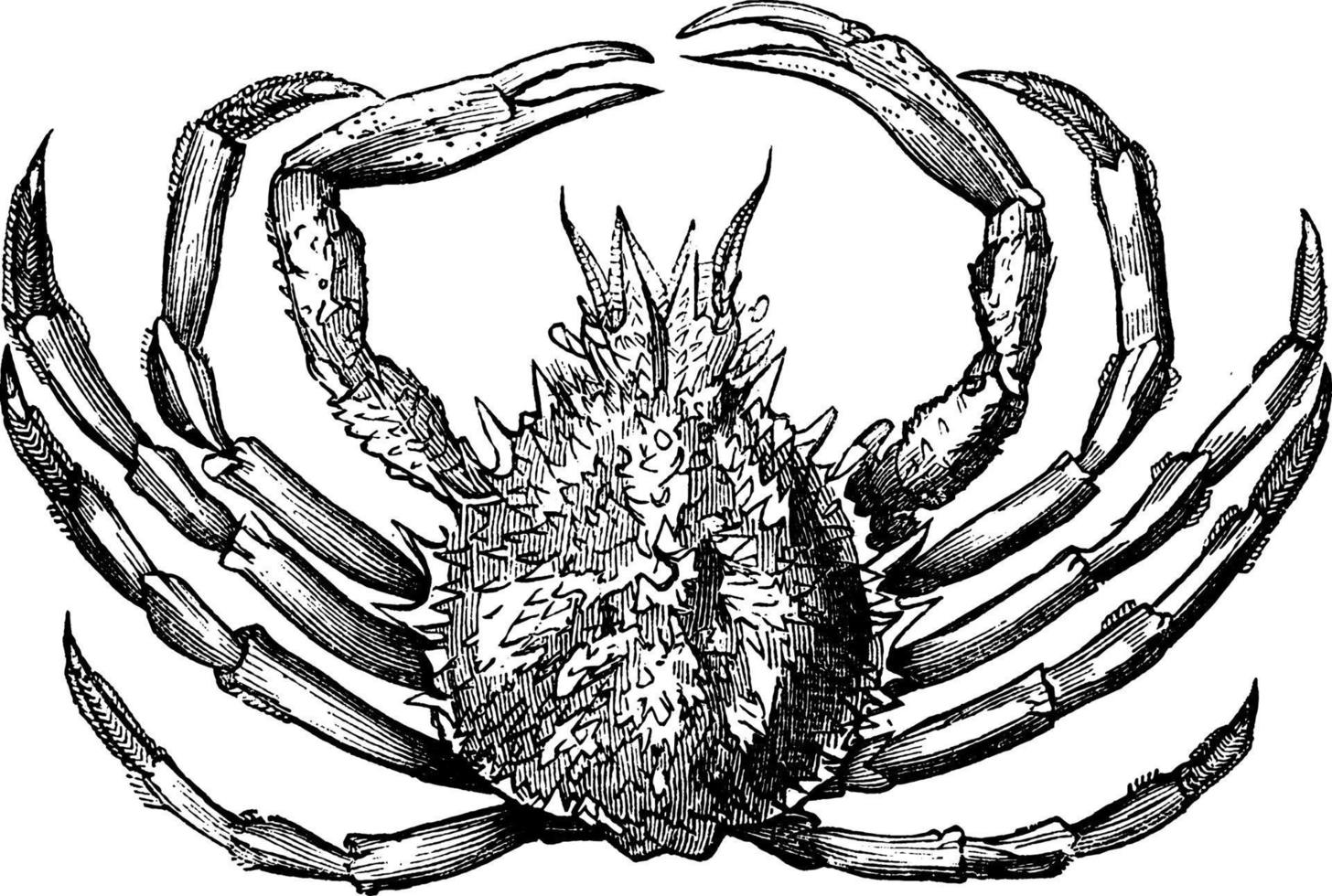 crabe araignée épineux, illustration vintage. vecteur