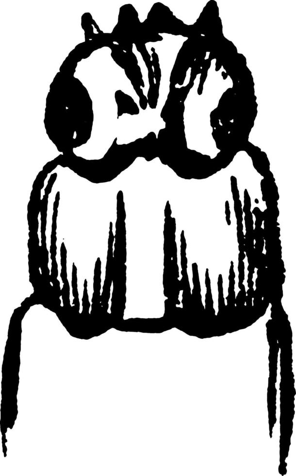 carpocapse ou carpocapsa pomonella, illustration vintage. vecteur