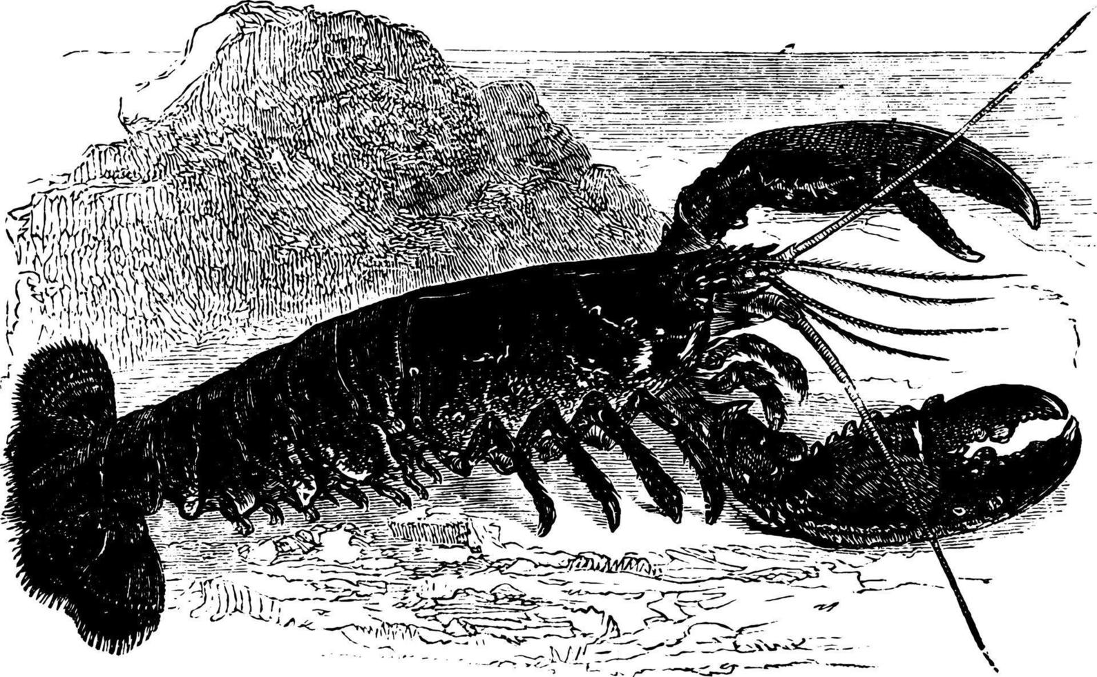 homard, illustration vintage. vecteur