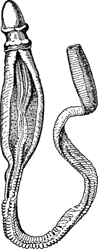 ptychodera flava, illustration vintage. vecteur