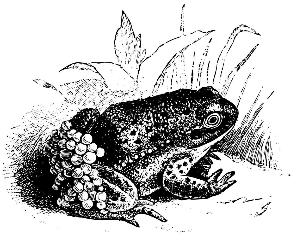 grenouille infirmière, illustration vintage. vecteur