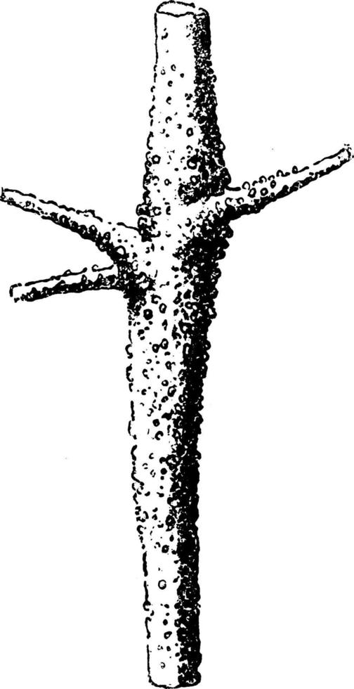 tige de jeune pin attachée par une illustration vintage de peridermium pini. vecteur