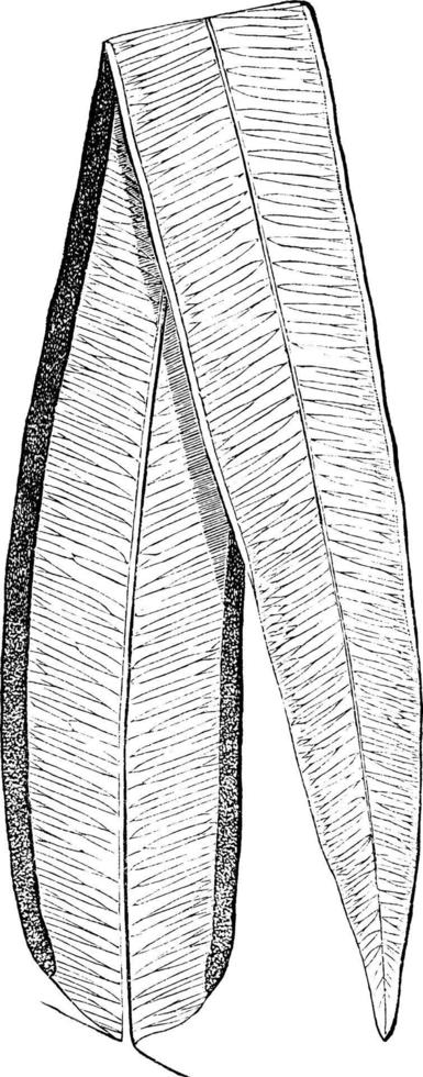 illustration vintage pteris grandifolia. vecteur
