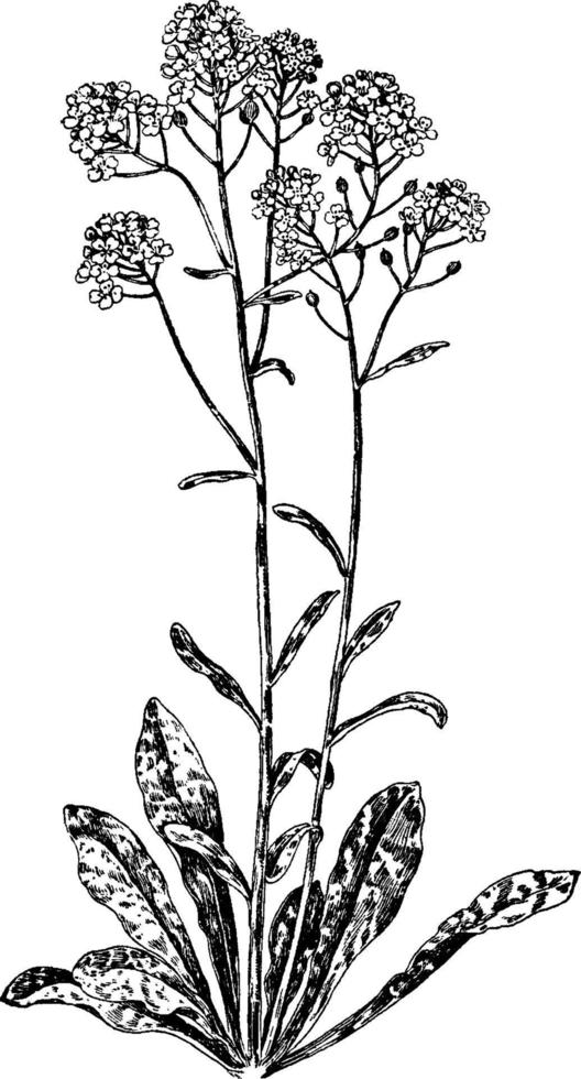 illustration vintage alyssum saxatile. vecteur