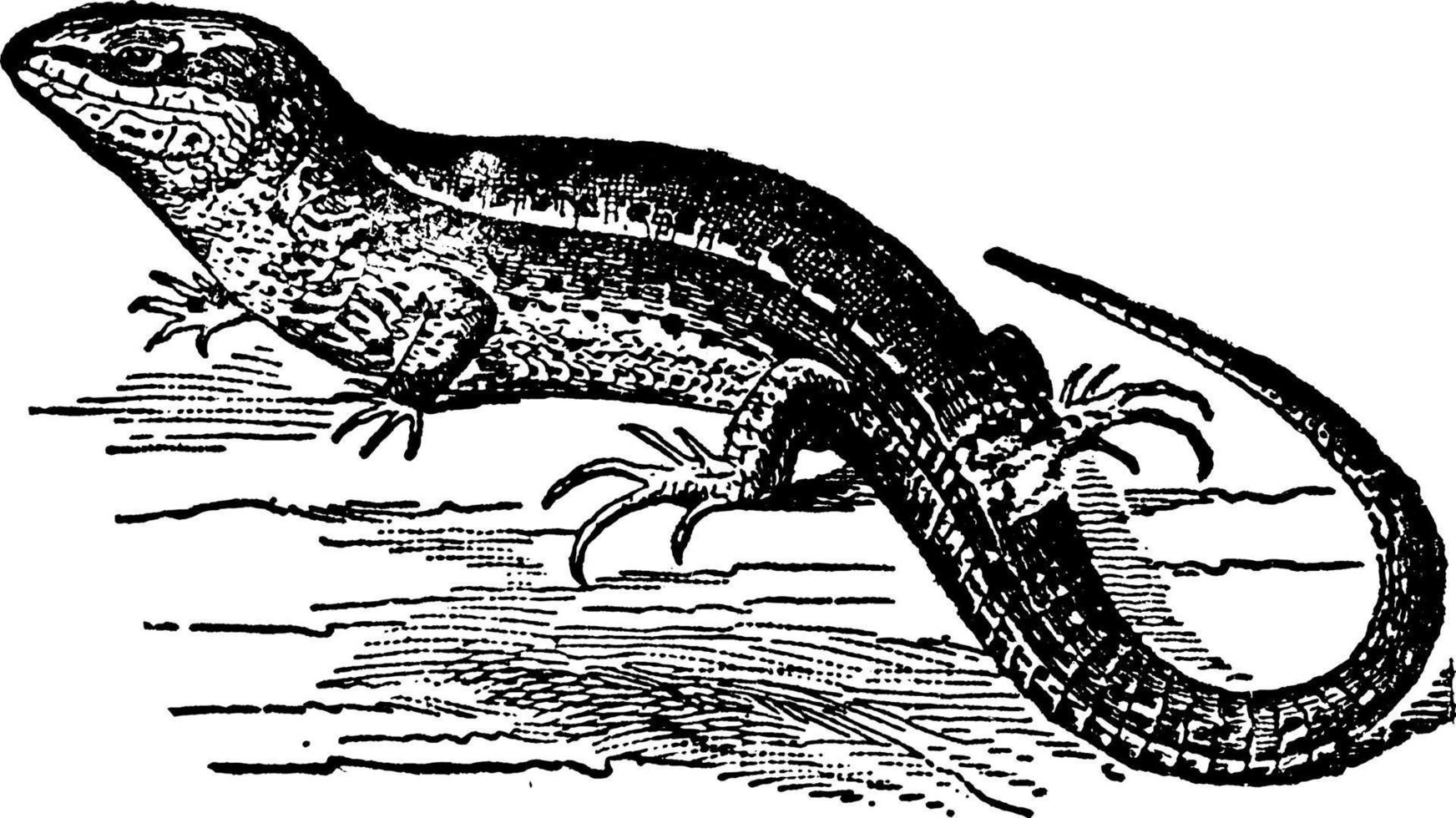 lézard, illustration vintage. vecteur