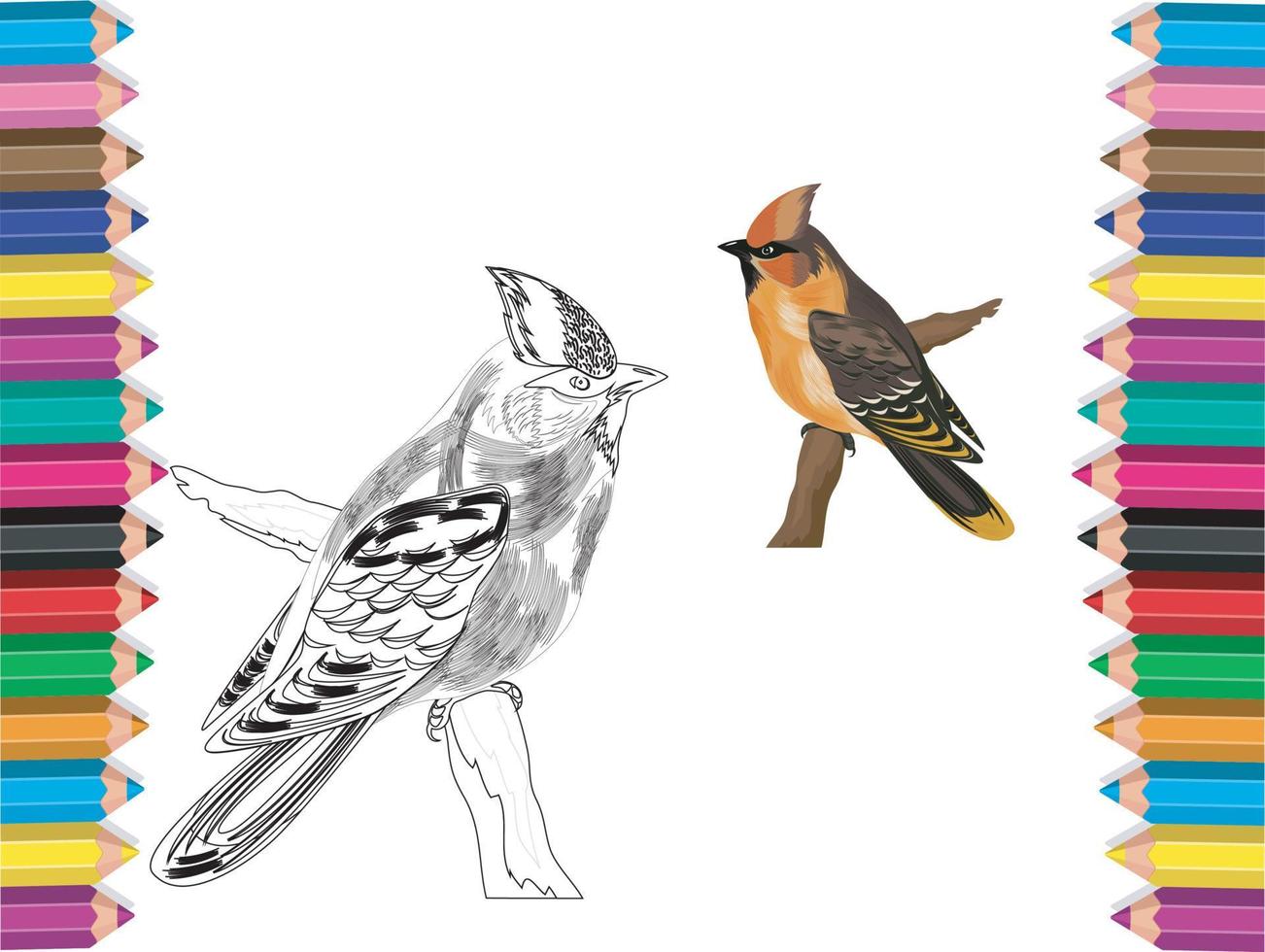 coloriages d'oiseaux vecteur