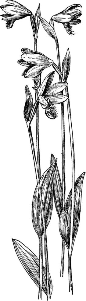 illustration vintage de bouche de serpent. vecteur