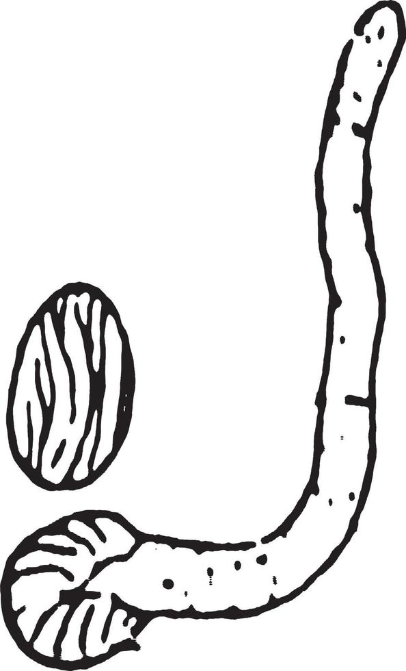 Spore de champignon de moule à pain germant illustration vintage. vecteur