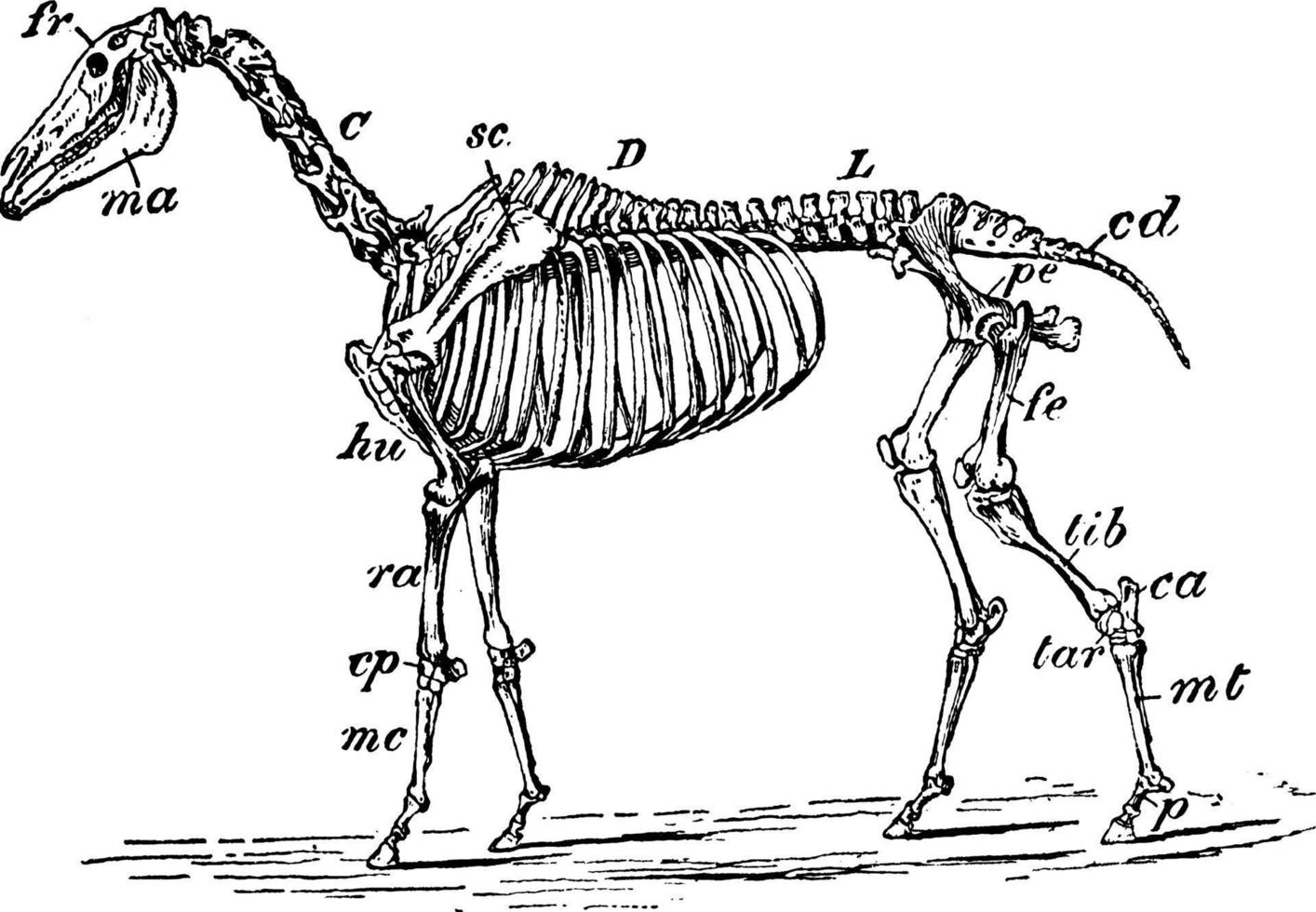 squelette de cheval, illustration vintage. vecteur