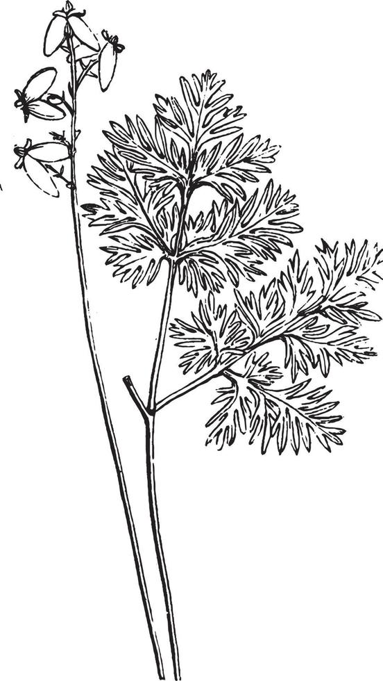 illustration vintage de fleur. vecteur