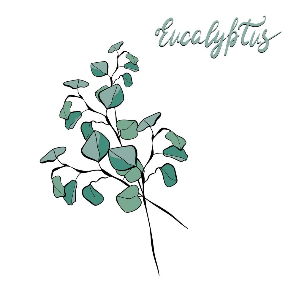 bouquet de branches d'eucalyptus avec lettrage vecteur