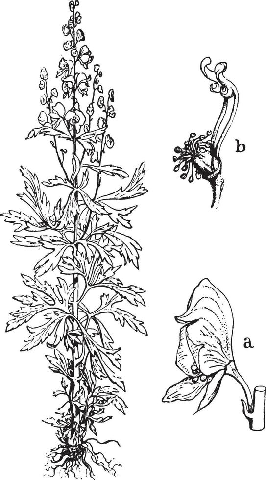 illustration vintage d'aconit. vecteur