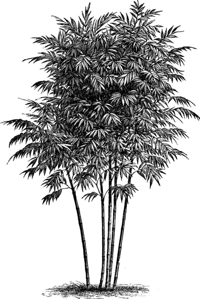 illustration vintage de bambusa arundinacea. vecteur