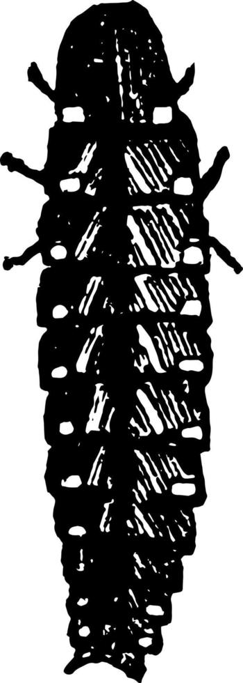 illustration vintage femelle lampyris noctiluca. vecteur