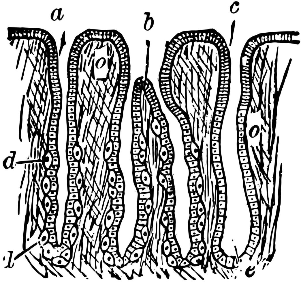 section à travers la membrane muqueuse gastrique, illustration vintage. vecteur