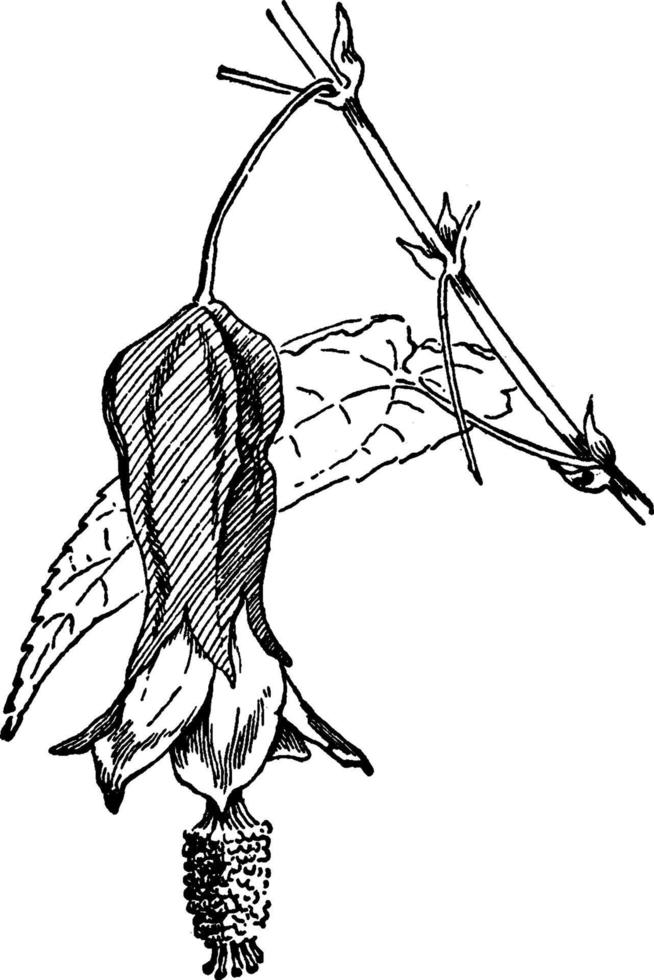illustration vintage d'abutilon megapotamicum. vecteur