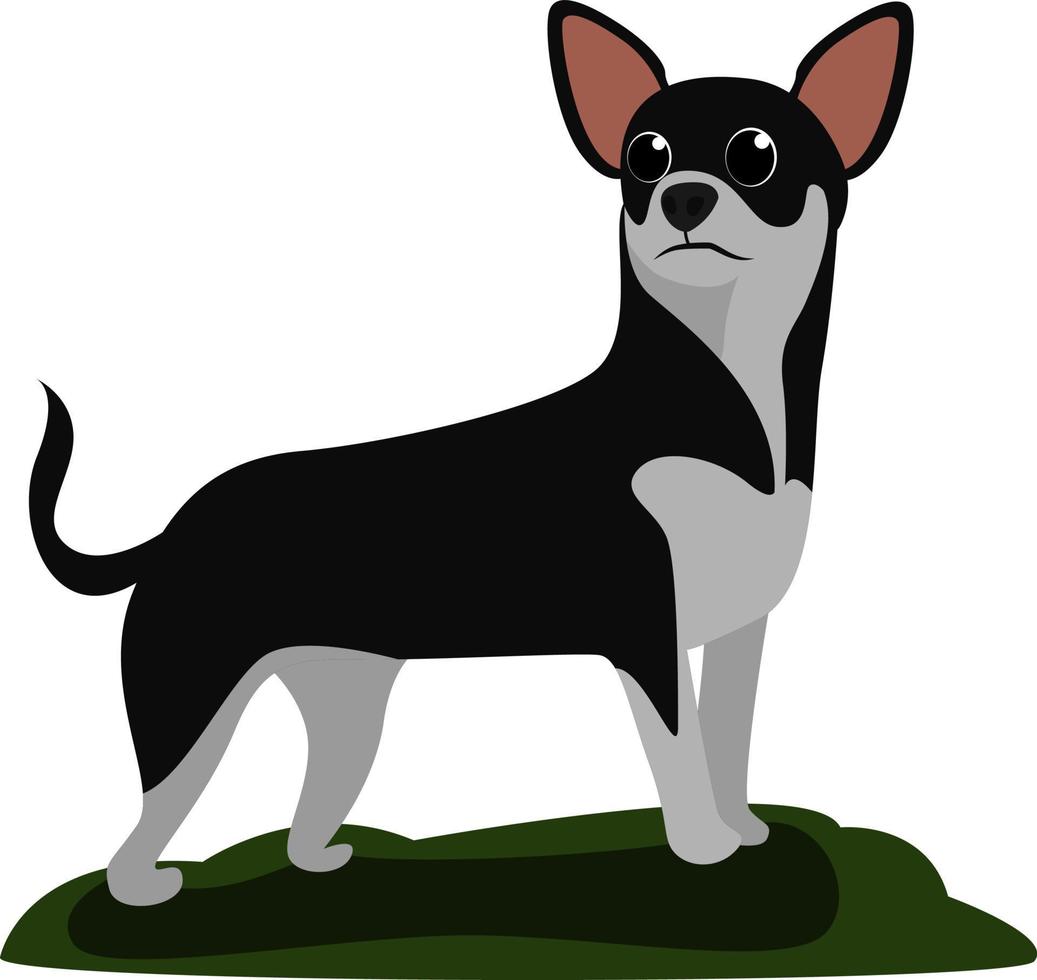chien chihuahua, illustration, vecteur sur fond blanc
